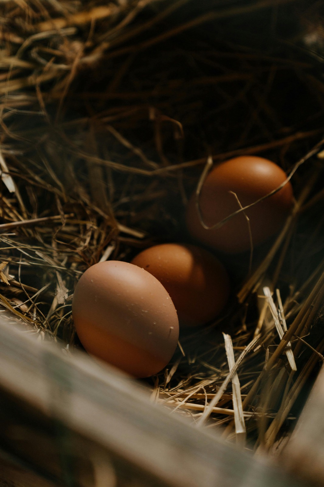 Fresh eggs in a nest of straw