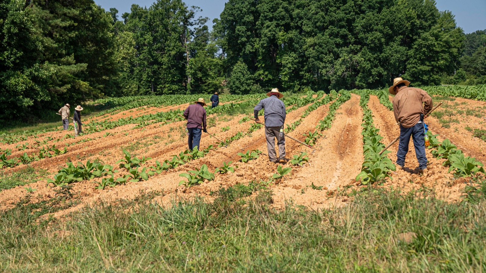Farm workers move down long crop rows, black and white