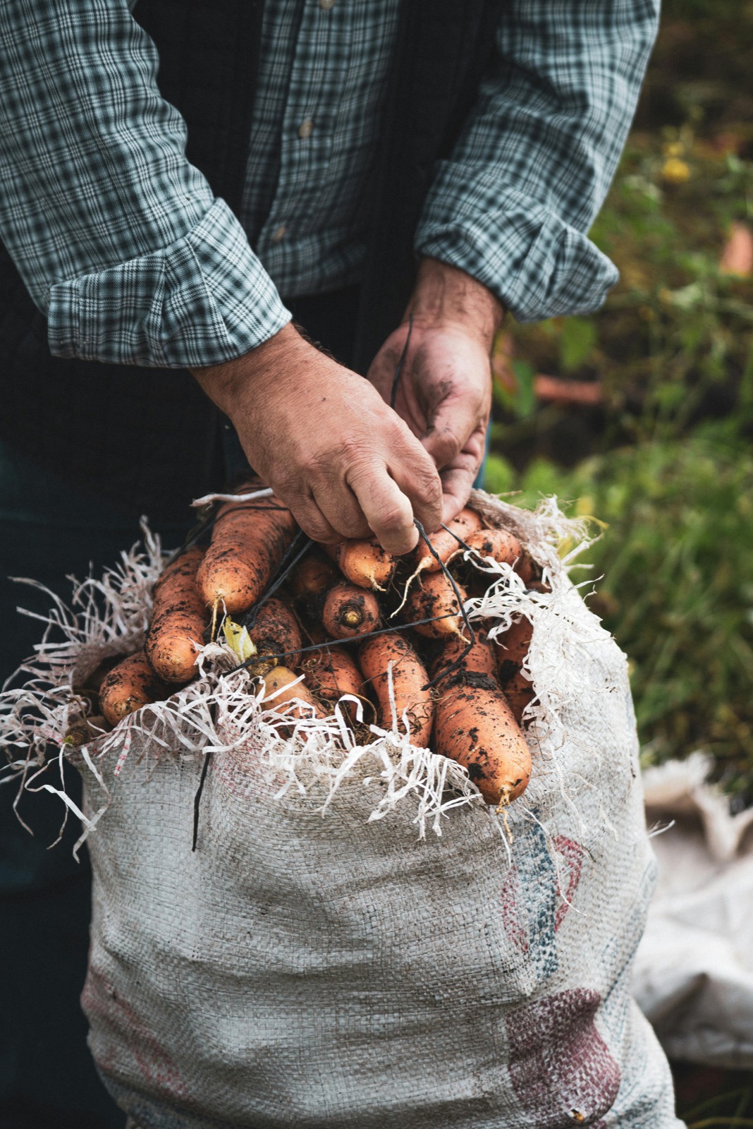 Hands lift sweet potatoes from a sack
