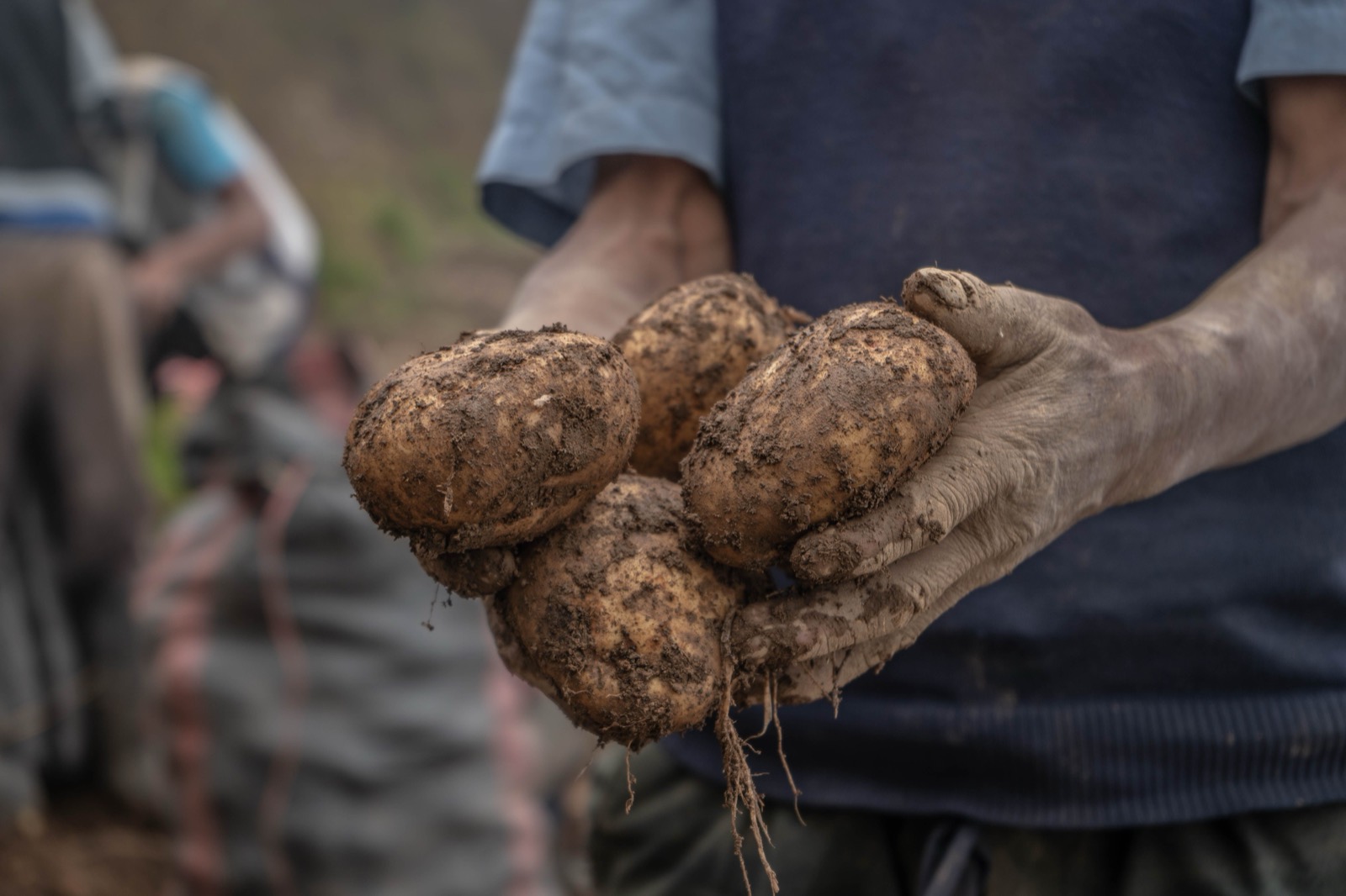 Hands hold freshly dug tubers, soil still on them