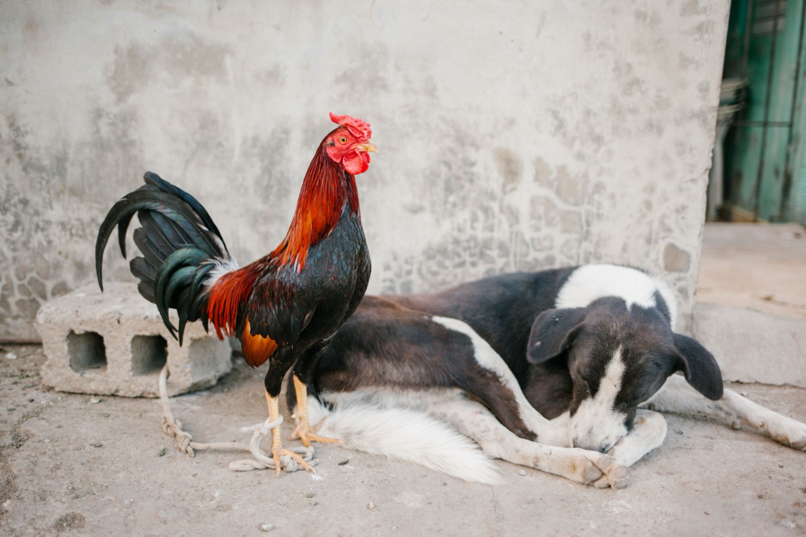 A rooster stands beside a sleeping dog in a yard