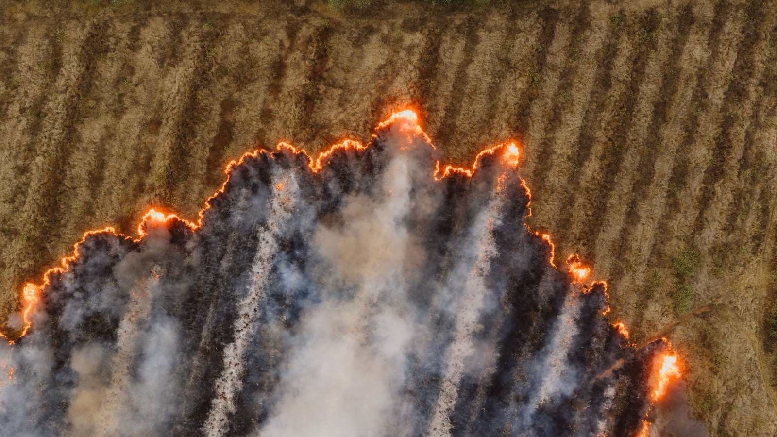 Fire moves across a field, seen from above