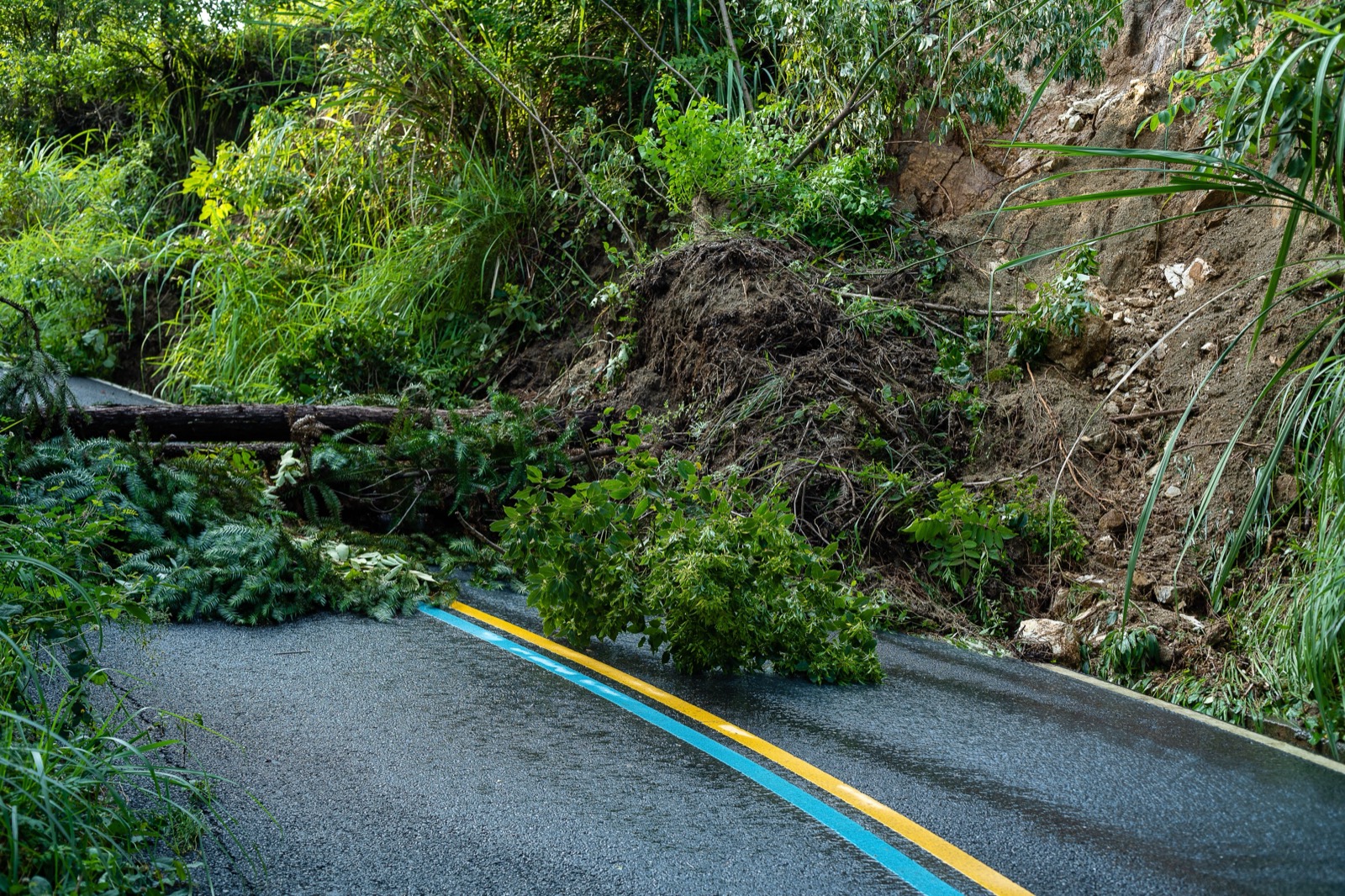 A landslide of trees and earth blocks a road